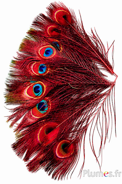 Pauw blauw - 13-18 cm - rood